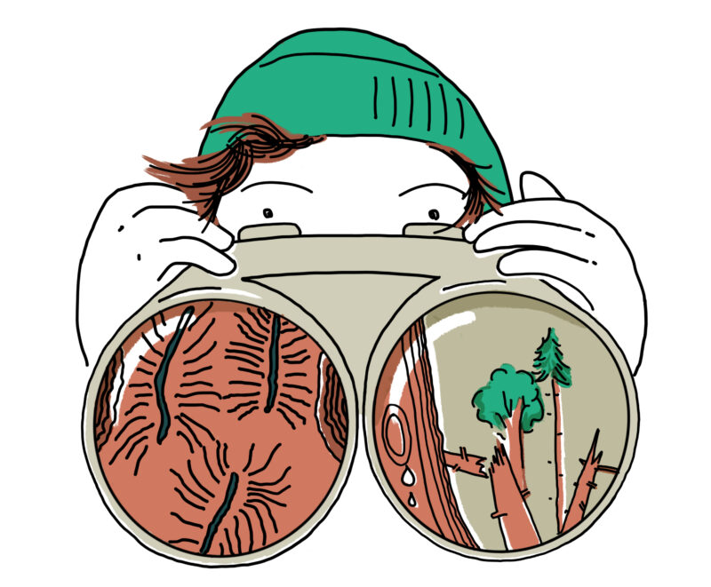 Schmuckbild: Illustration für die Landesforstverwaltung copyright Miriam Awe